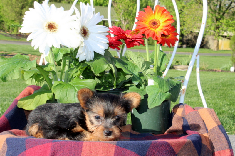 puppy, for, sale, Yorkshire Terrier, Matthew B. Stoltzfus, dog, breeder, Gap, PA, dog-breeder, puppy-for-sale, forsale, nearby, find, puppyfind, locator, puppylocator, aca